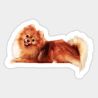 Precious Pomeranian Sticker